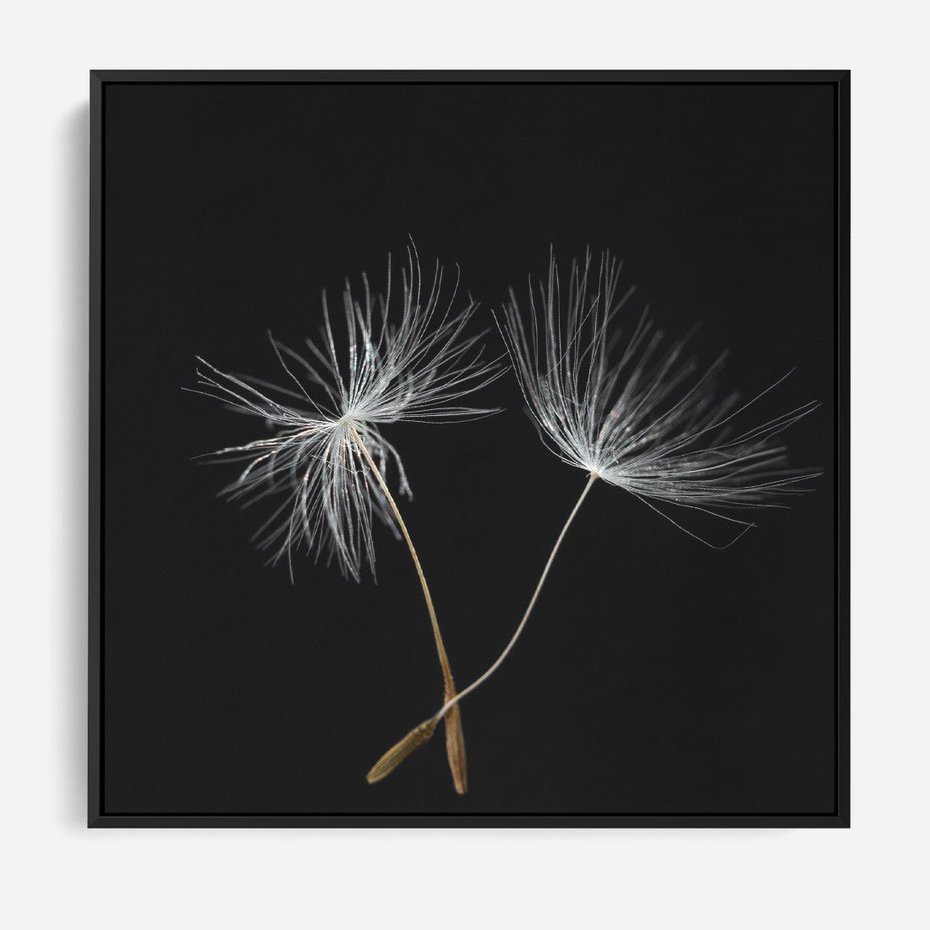 Obraz w ramie 50x50 - Delikatność Wiatru - dmuchawce, makro - rama czarna