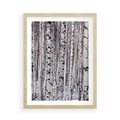 Plakat w ramie 50x70 - Lśniące Brzozy - brzozy, las - rama drewno