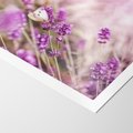 Plakat bez ramy 30x40 - Majestat lawendy: fioletowe pola - lawenda, fiolet