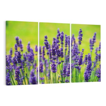 Obraz na płótnie 120x80 - Lawenda w naturze - lawenda, kwiaty