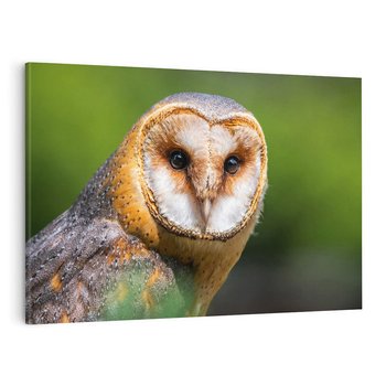 Obraz na płótnie 70x50 - Sowa nocą - sowa, ptak