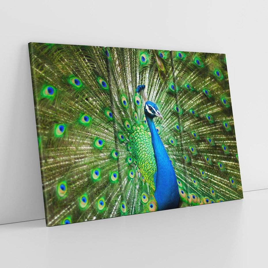 Obraz na płótnie 120x80 - Wspaniałość pawich piór - paw, pióra