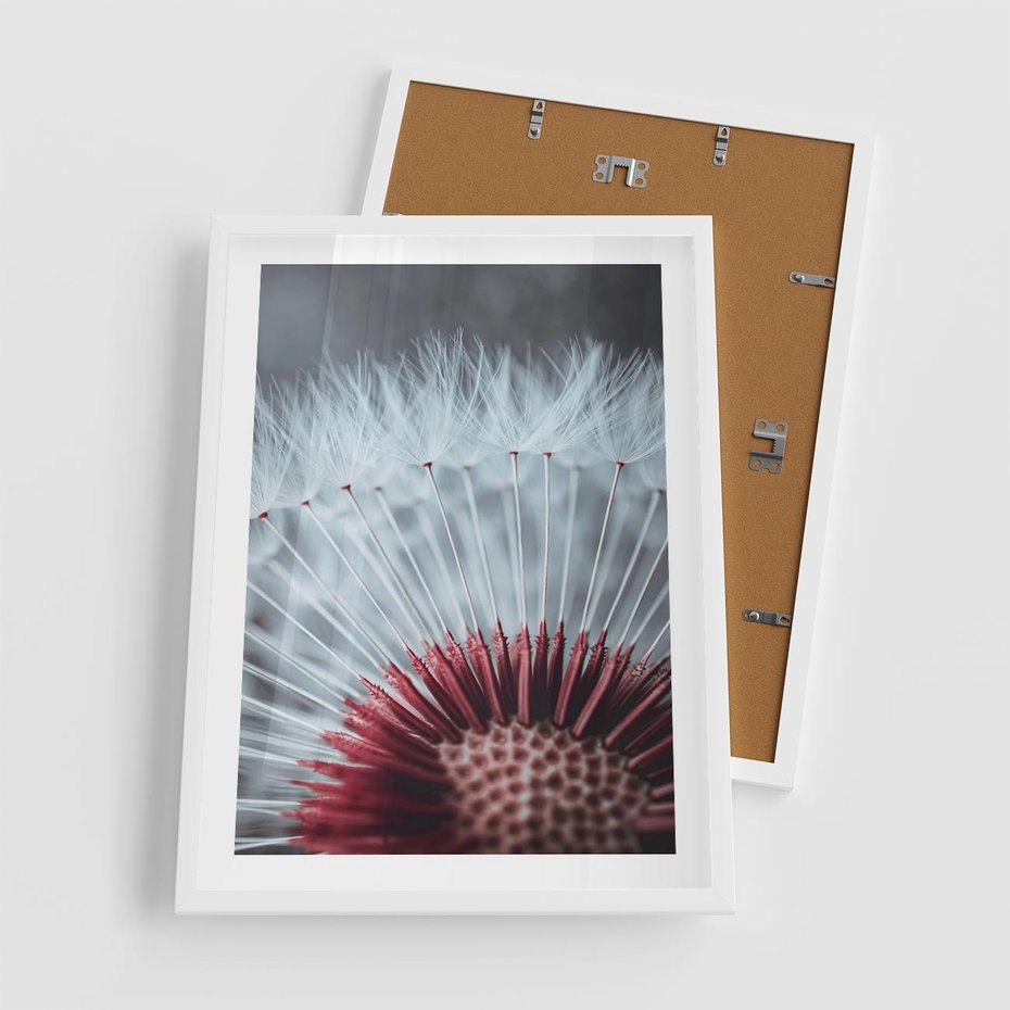 Plakat w ramie 50x70 - Dmuchawiec w Detalu - dmuchawiec, zdjęcie makro - rama biała