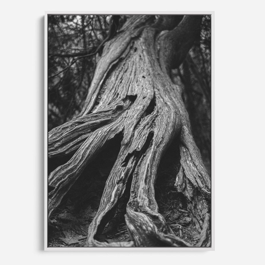 Obraz w ramie 80x120 - Siła Natury - czarno biała fotografia, korzenie wielkiego drzewa - rama biała