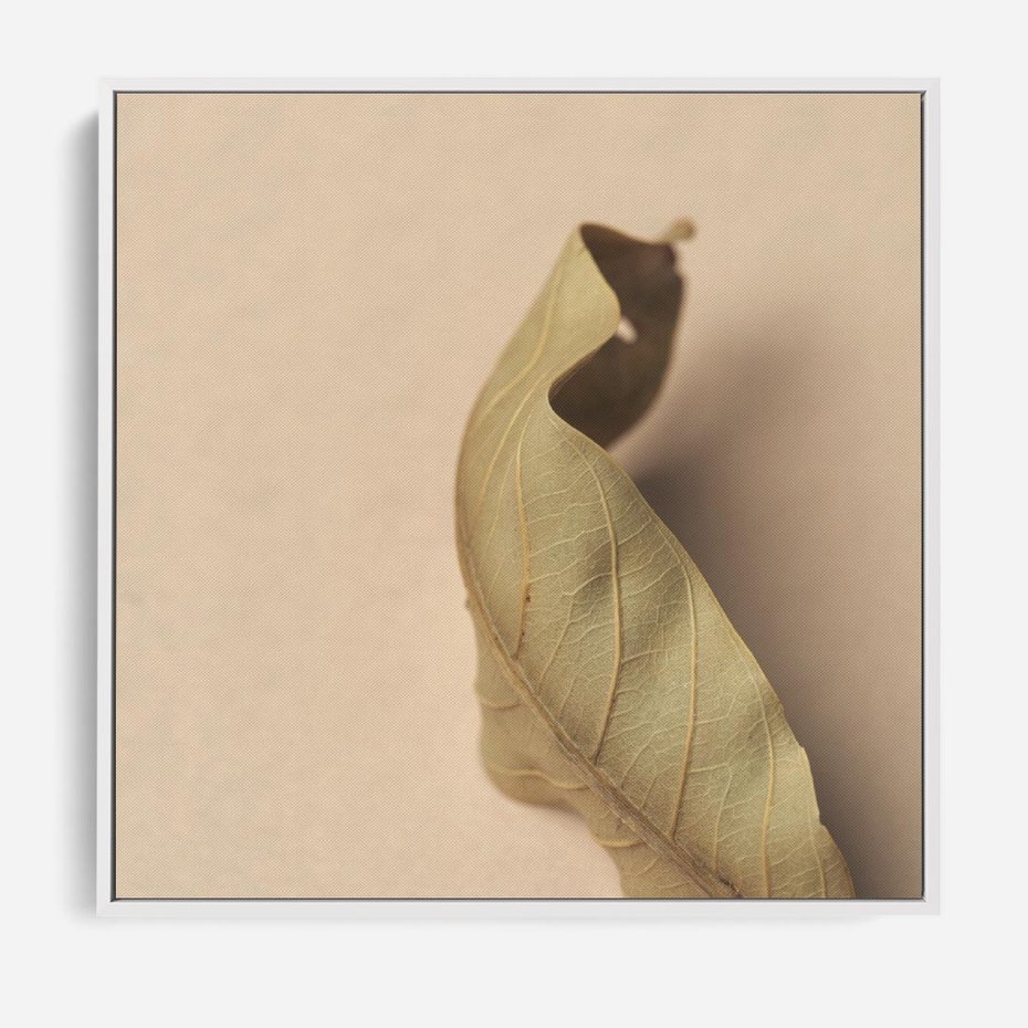 Obraz w ramie 50x50 - Boho suszone liście - suszony, liść - rama biała