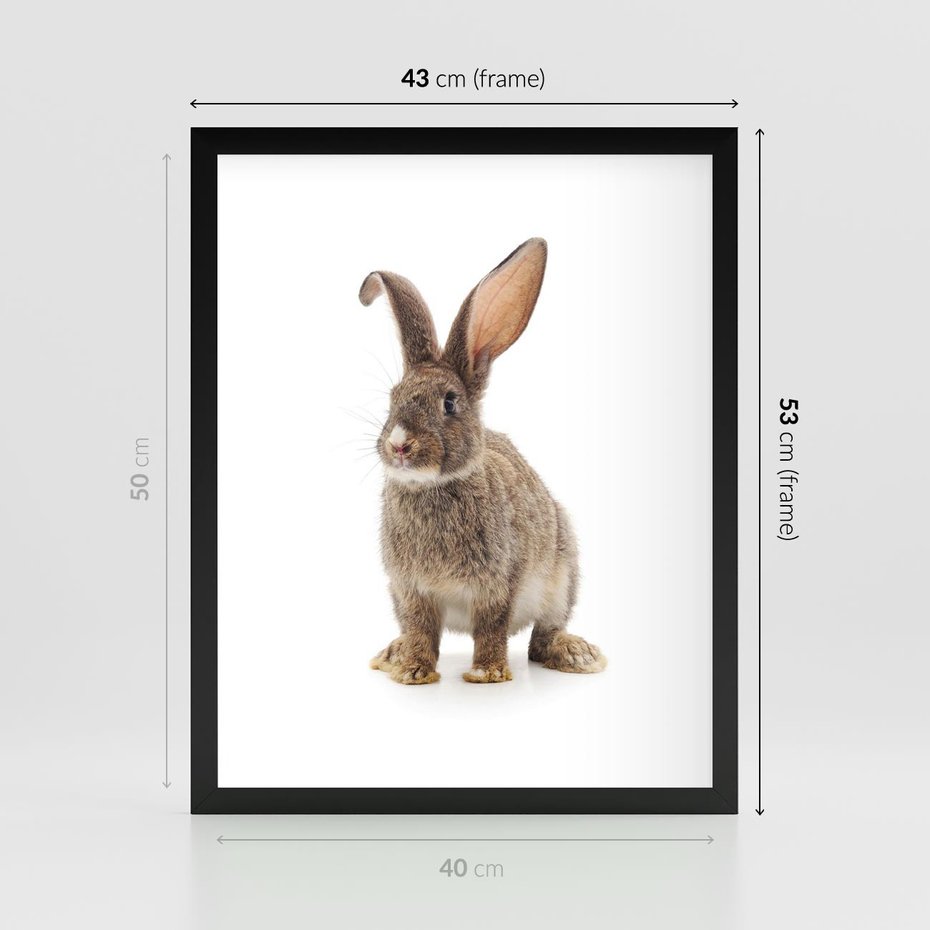 Plakat w ramie 40x50 - Delikatna Zwierzęca Uroda - królik, zwierzę - rama czarna