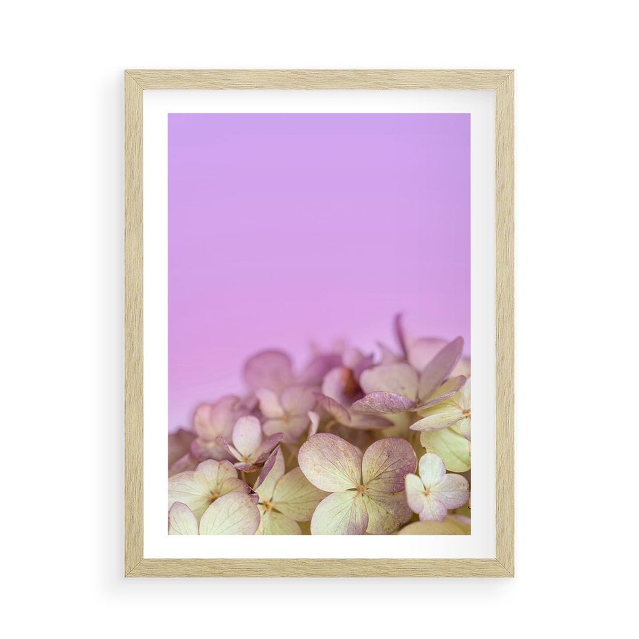 Plakat w ramie 50x70 - Kwiatowa Uroda - kwiaty, hortensje - rama drewno