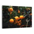 Obraz na płótnie 120x80 - Mandarynki na Drzewku - Owoce Pory Roku - mandarynki, drzewko
