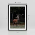 Plakat w ramie 50x70 - Spotkanie z naturą - jeleń, las - rama czarna