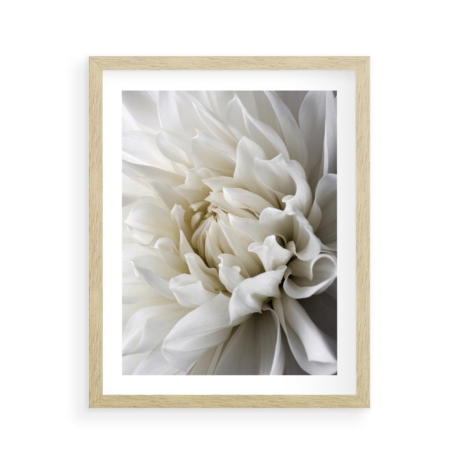 Plakat w ramie 40x50 - Białe Kwiaty Delikatności - białe, kwiaty - rama drewno