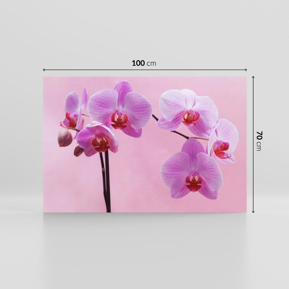 Obraz na płótnie 100x70 - Elegancka orchidea w pełnym rozkwicie - orchidea, kwiaty