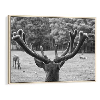 Obraz w ramie 70x50 - Przygubione motyle marzeń - fotografia czarno biała, młody jeleń w zagrodzie - rama drewno