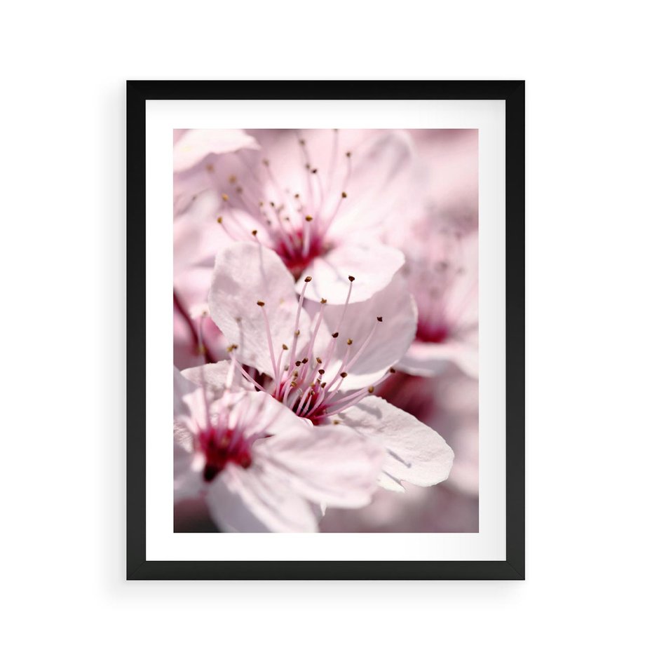 Plakat w ramie 40x50 - Kwitnąca Wiśnia - kwiaty, kwitnąca - rama czarna