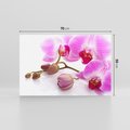 Obraz na płótnie 70x50 - Elegancka orchidea w pełnym rozkwicie - orchidea, kwiat