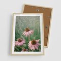 Plakat w ramie 50x70 - Natura w Pełnym Blasku - kwiaty na łące, różowe kwiaty polne - rama drewno