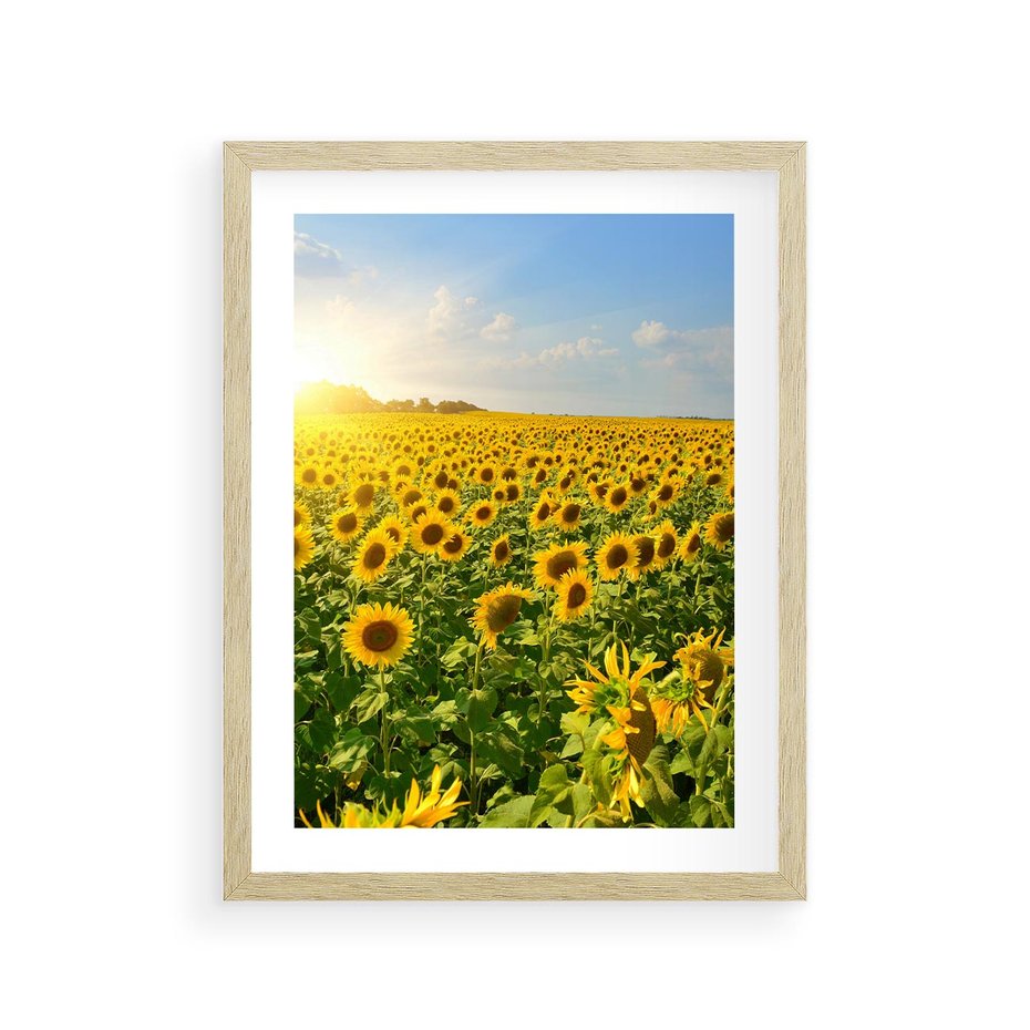 Plakat w ramie 30x40 - Idylla na łące słoneczników - łąka, słoneczniki - rama drewno
