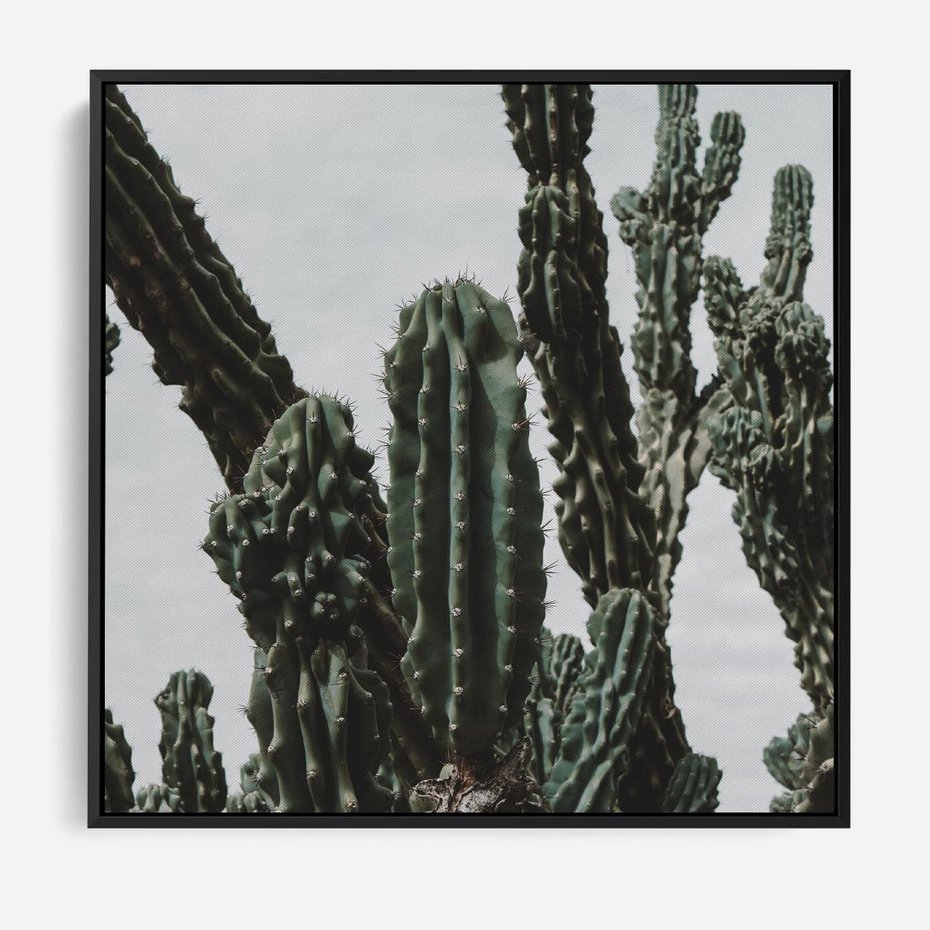 Obraz w ramie 50x50 - Boho oaza wśród kaktusów - kaktusy, pustynia - rama czarna