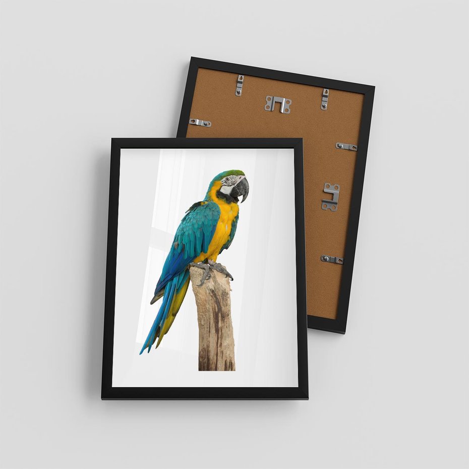Plakat w ramie 30x40 - Kolorowa papuga w locie - papuga, ptak - rama czarna