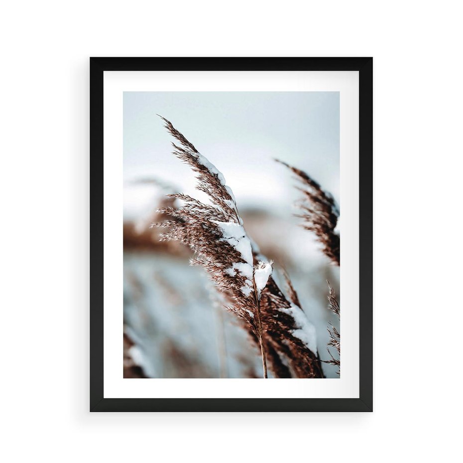 Plakat w ramie 40x50 - Zima na Suchych Trawach - suche trawy, śnieg wysokich na trawach - rama czarna