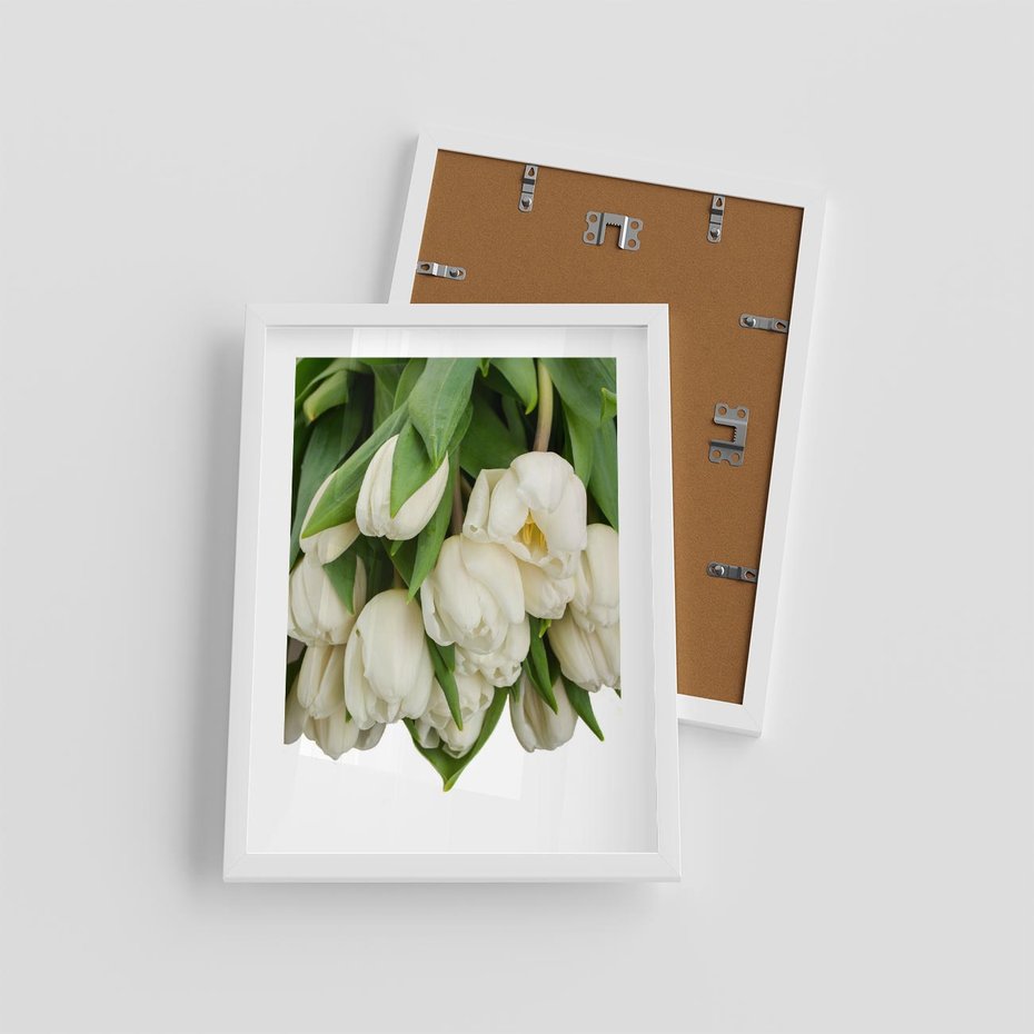 Plakat w ramie 30x40 - Białe tulipany w pełnym rozkwicie - białe, tulipany - rama biała