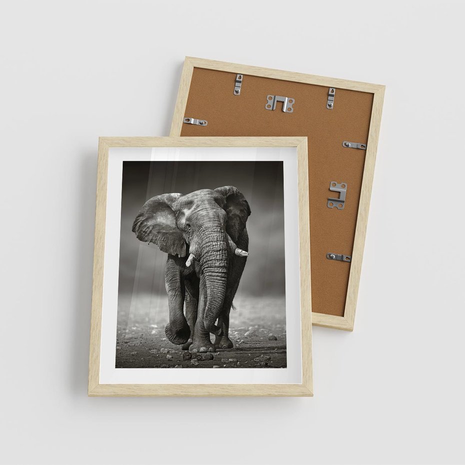 Plakat w ramie 40x50 - Majestatyczny słoń Afryki - słoń, Afryka - rama drewno