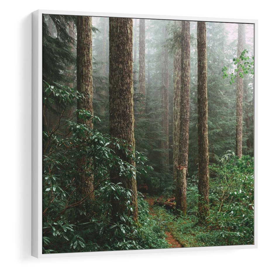 Obraz w ramie 50x50 - Mgliste Marzenia - artystyczna fotografia, las - rama biała