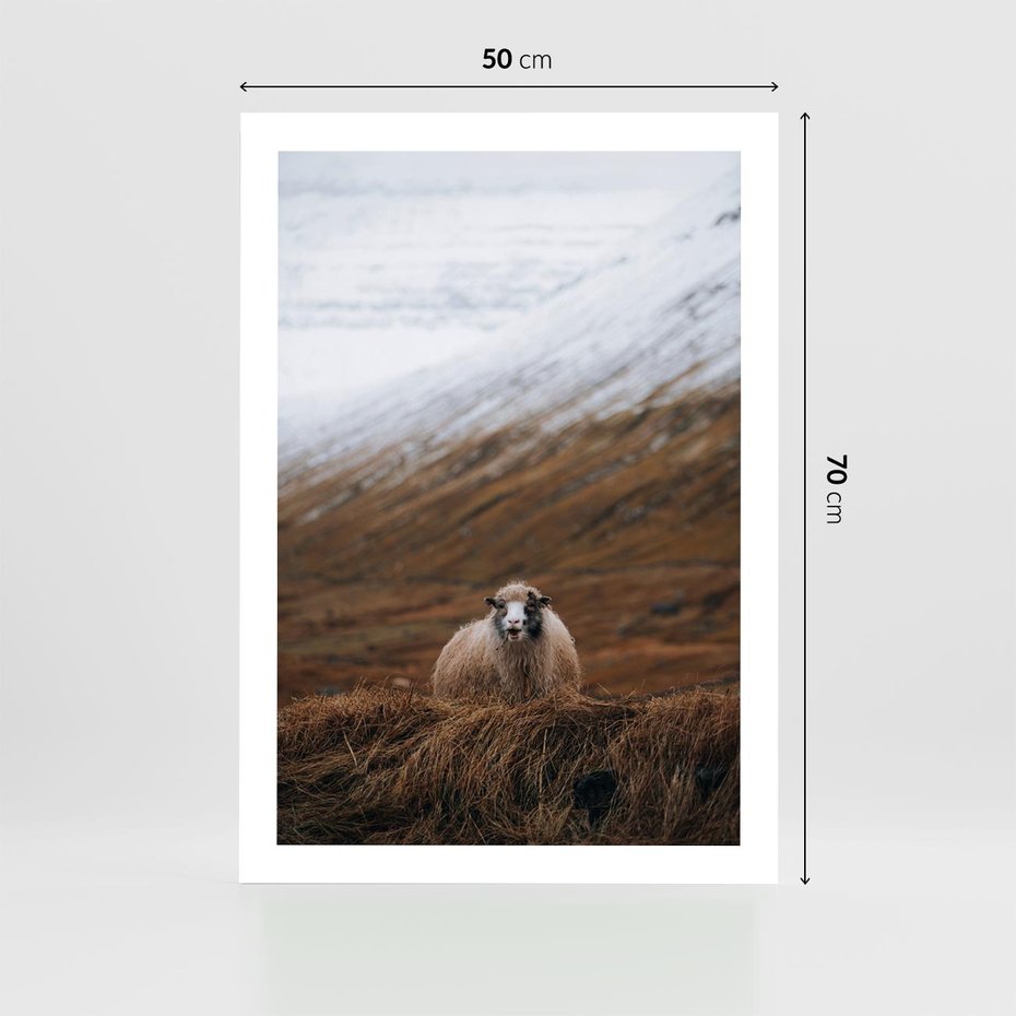 Plakat bez ramy 50x70 - Owiecka panorama - góry, owca