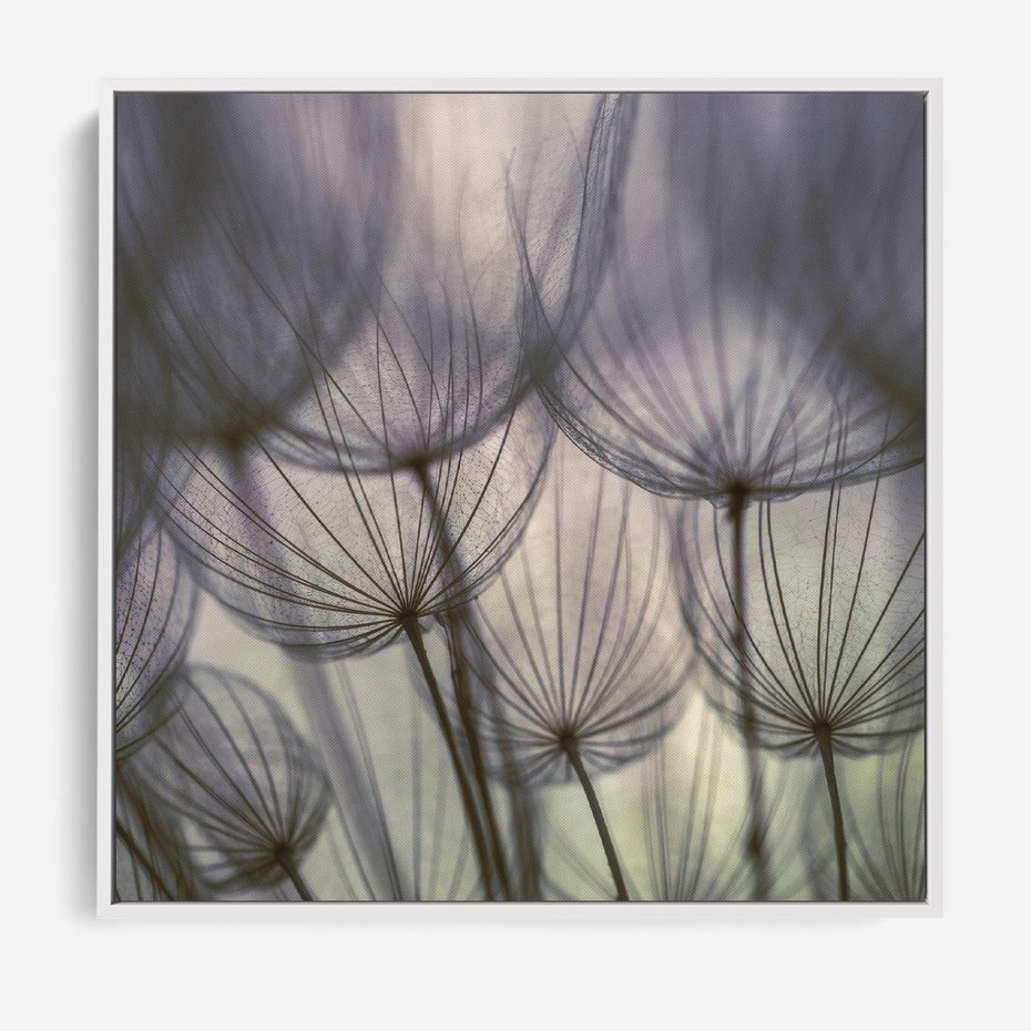 Obraz w ramie 50x50 - Makro dmuchawiec - piękno drobnych detali - dmuchawce, makro - rama biała