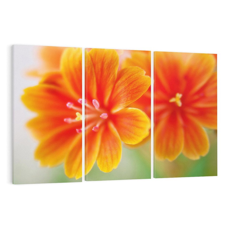 Obraz na płótnie 120x80 - Urok kwiatów - kwiat, kwiaty