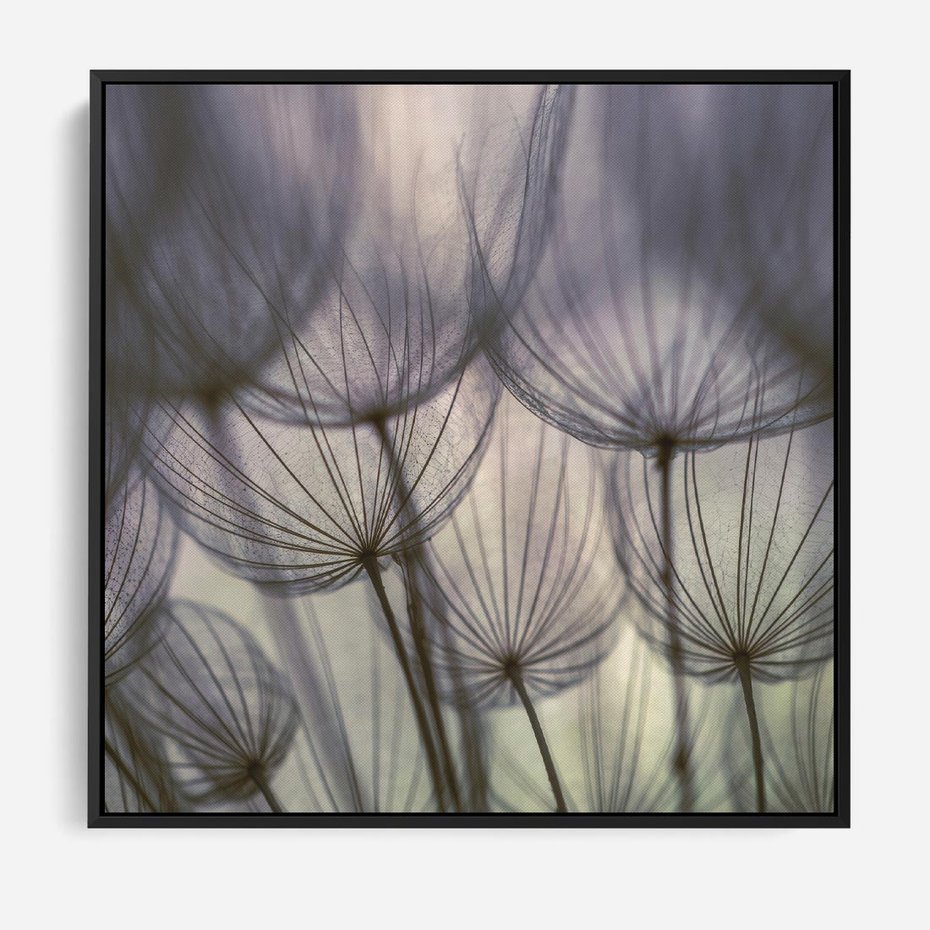 Obraz w ramie 50x50 - Makro dmuchawiec - piękno drobnych detali - dmuchawce, makro - rama czarna