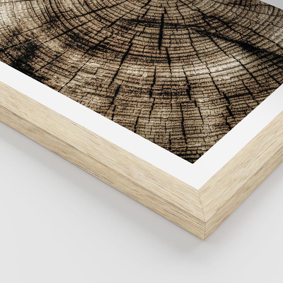Plakat w ramie 30x40 - Natura Pod Lupą - pień drzewa, przekrój - rama drewno