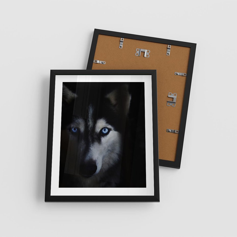 Plakat w ramie 40x50 - Wilk i husky: siła przyjaźni - wilk, husky - rama czarna