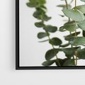 Obraz w ramie 50x70 - Żywa eukaliptusowa zieleń - eukaliptus, zielone - rama czarna