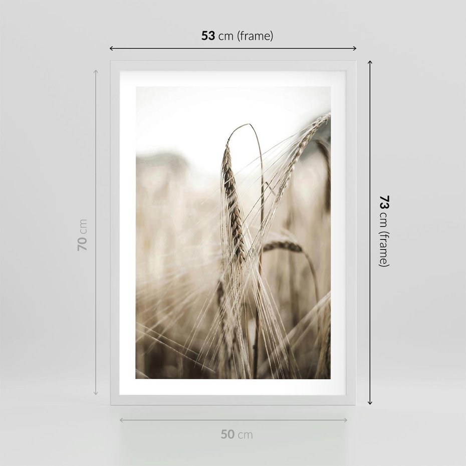 Plakat w ramie 50x70 - Kłosy Pszenicy w Sepii - zboże, kłos pszenicy - rama biała