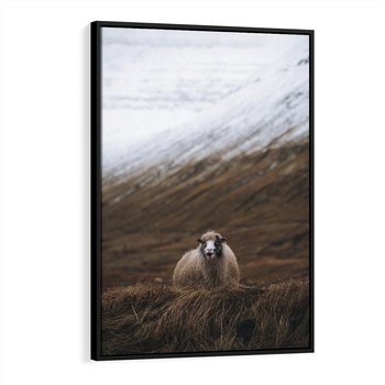 Obraz w ramie 70x100 - Owiecka panorama - góry, owca - rama czarna