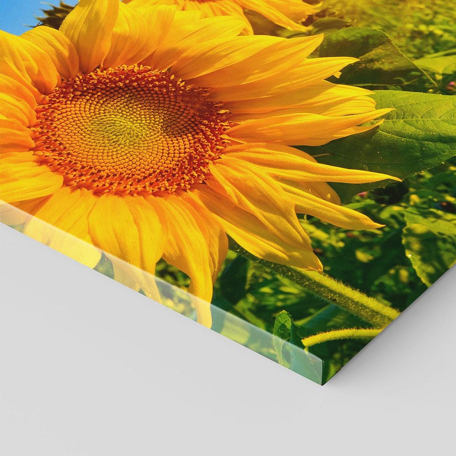 Obraz na płótnie 100x70 - Słoneczniki na malowniczej łące - słoneczniki, łąka