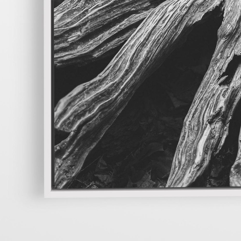 Obraz w ramie 80x80 - Siła Natury - czarno biała fotografia, korzenie wielkiego drzewa - rama biała