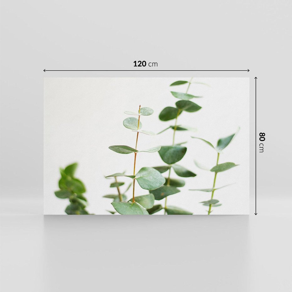 Obraz na płótnie 120x80 - Żywa eukaliptusowa zieleń - eukaliptus, zielone
