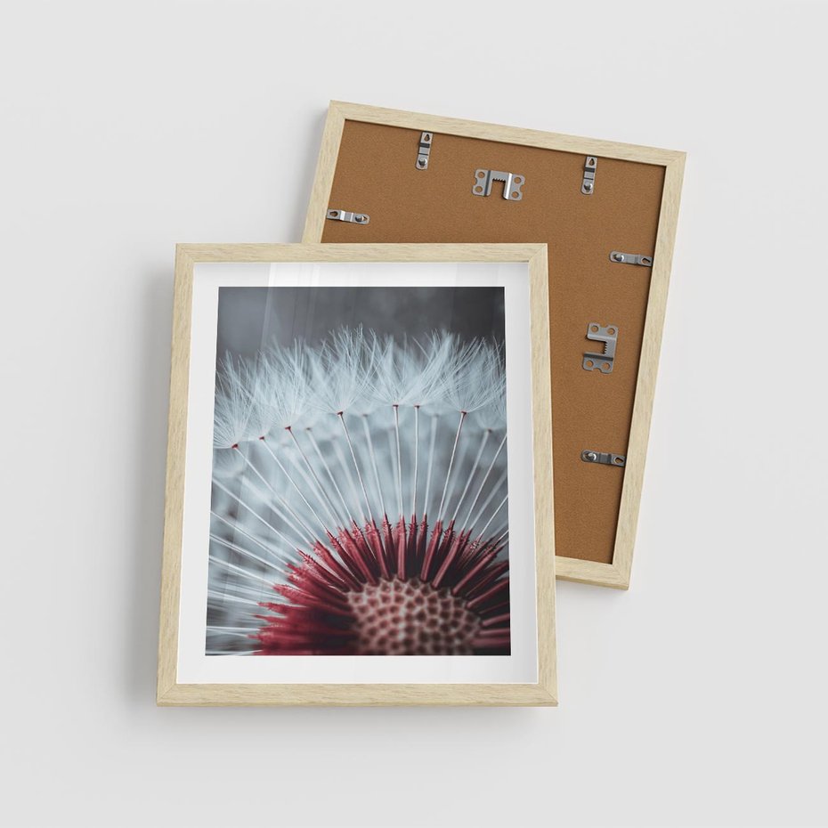 Plakat w ramie 40x50 - Dmuchawiec w Detalu - dmuchawiec, zdjęcie makro - rama drewno
