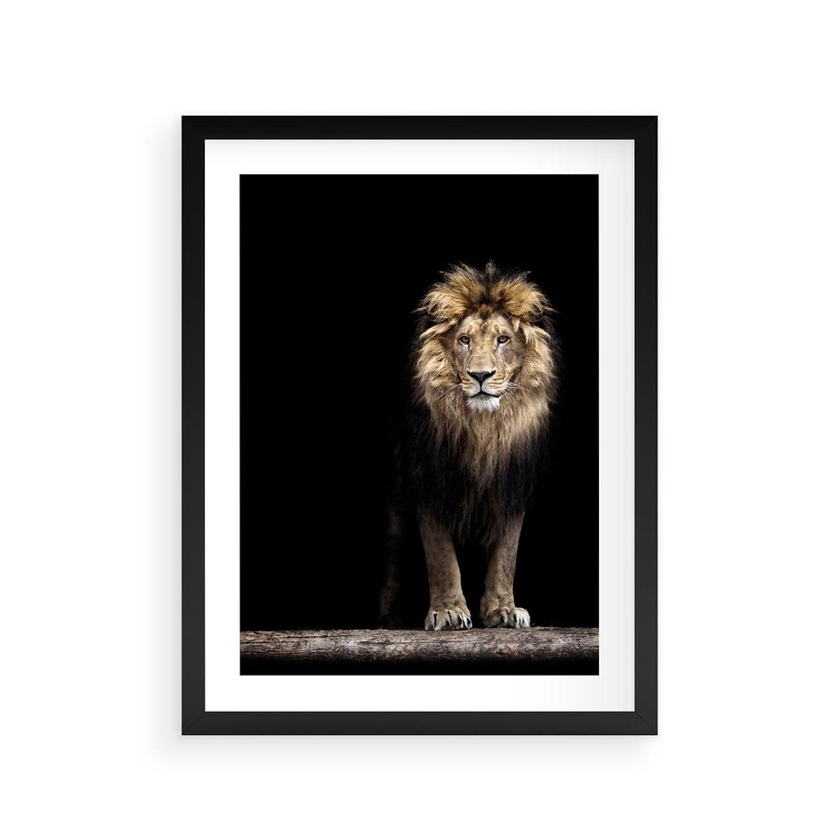 Plakat w ramie 30x40 - Lew: dzikie piękno natury - lew, dzikie - rama czarna