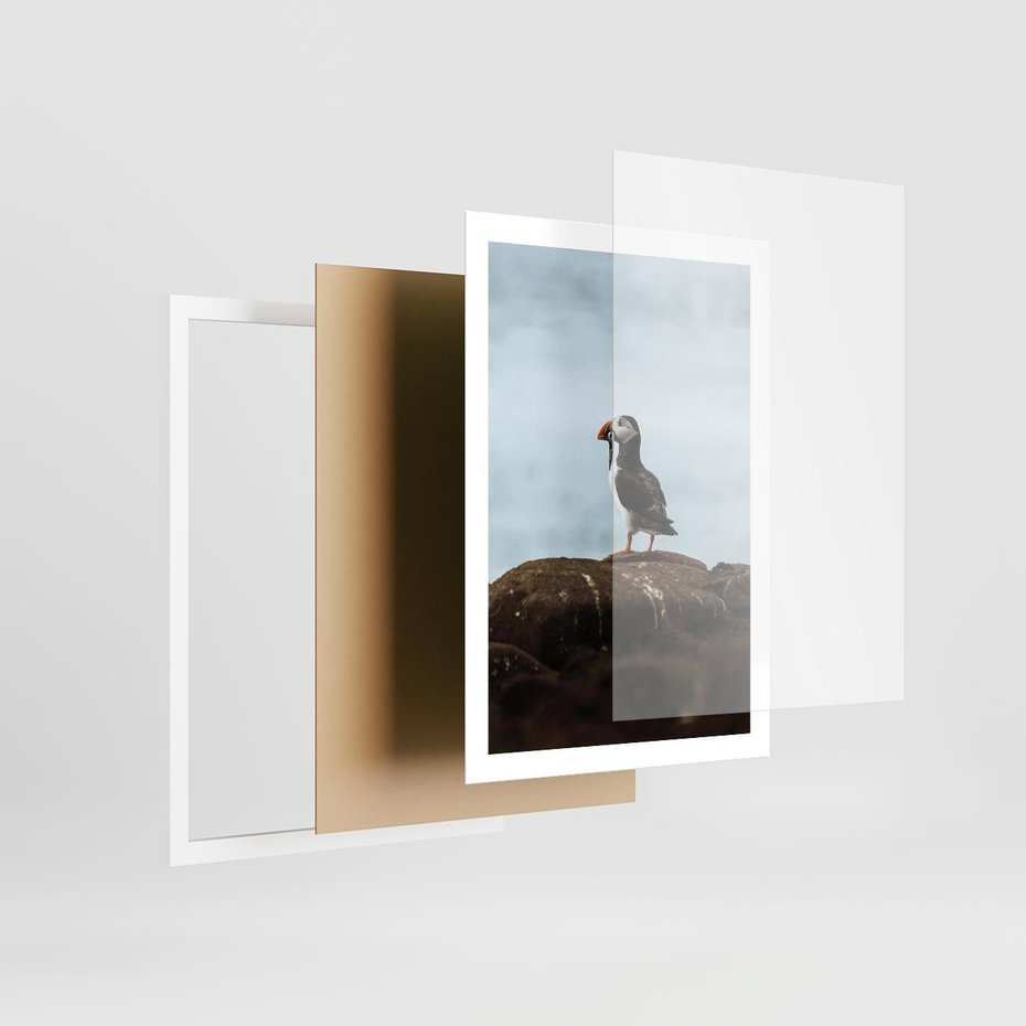 Plakat w ramie 50x70 - Portret Ptaka Morskiego - maskonur, ptak - rama biała