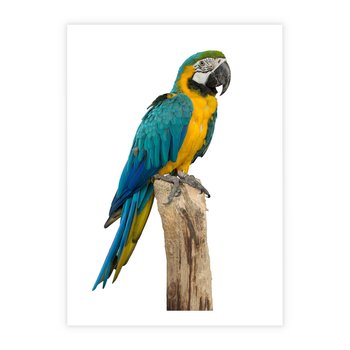 Plakat bez ramy 21x30 - Kolorowa papuga w locie - papuga, ptak