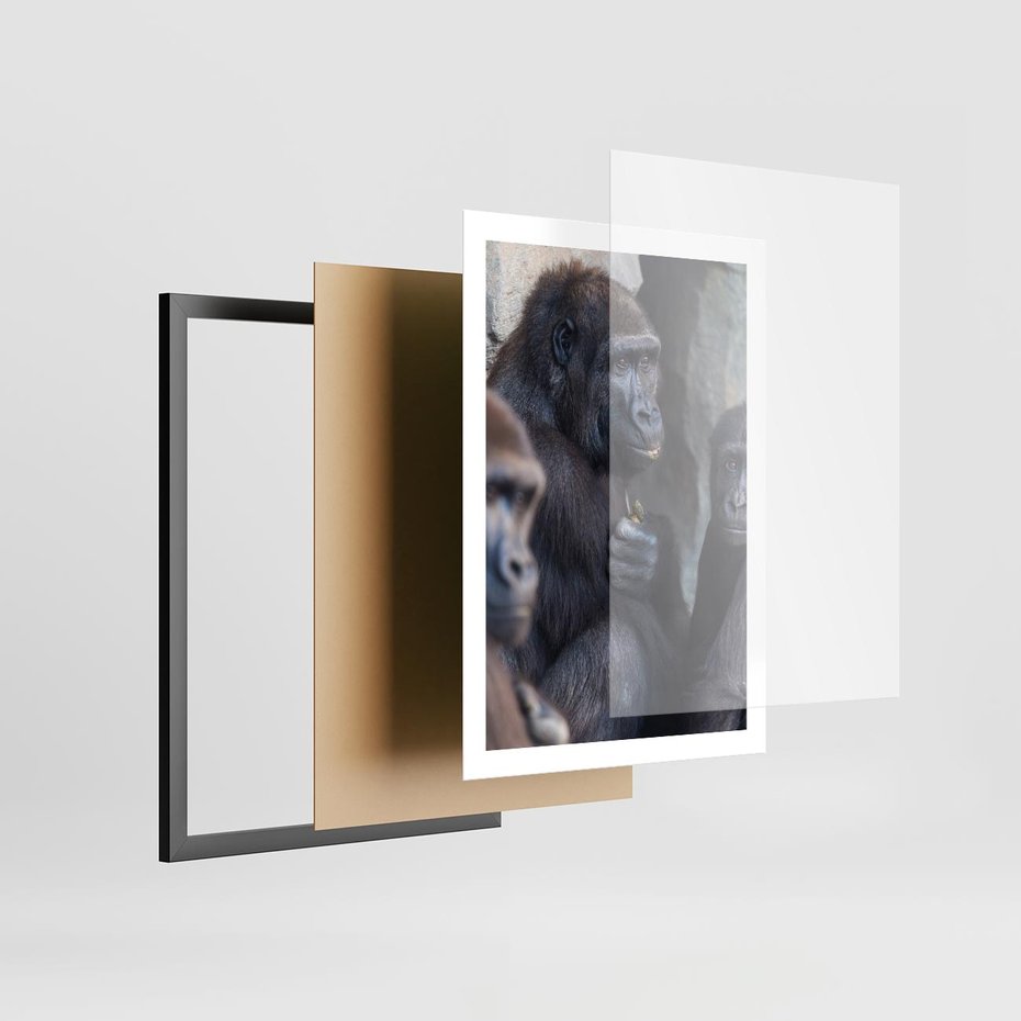 Plakat w ramie 50x70 - Małpy w ich naturalnym środowisku - małpy, szympansy - rama czarna