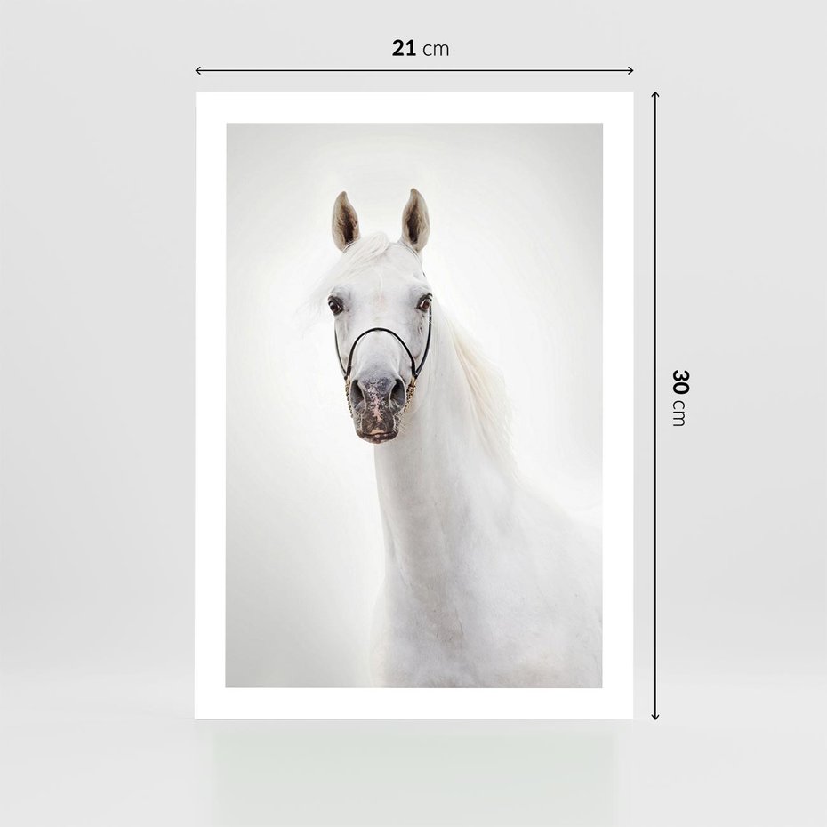 Plakat bez ramy 21x30 - Elegancja białego konia - biały, koń