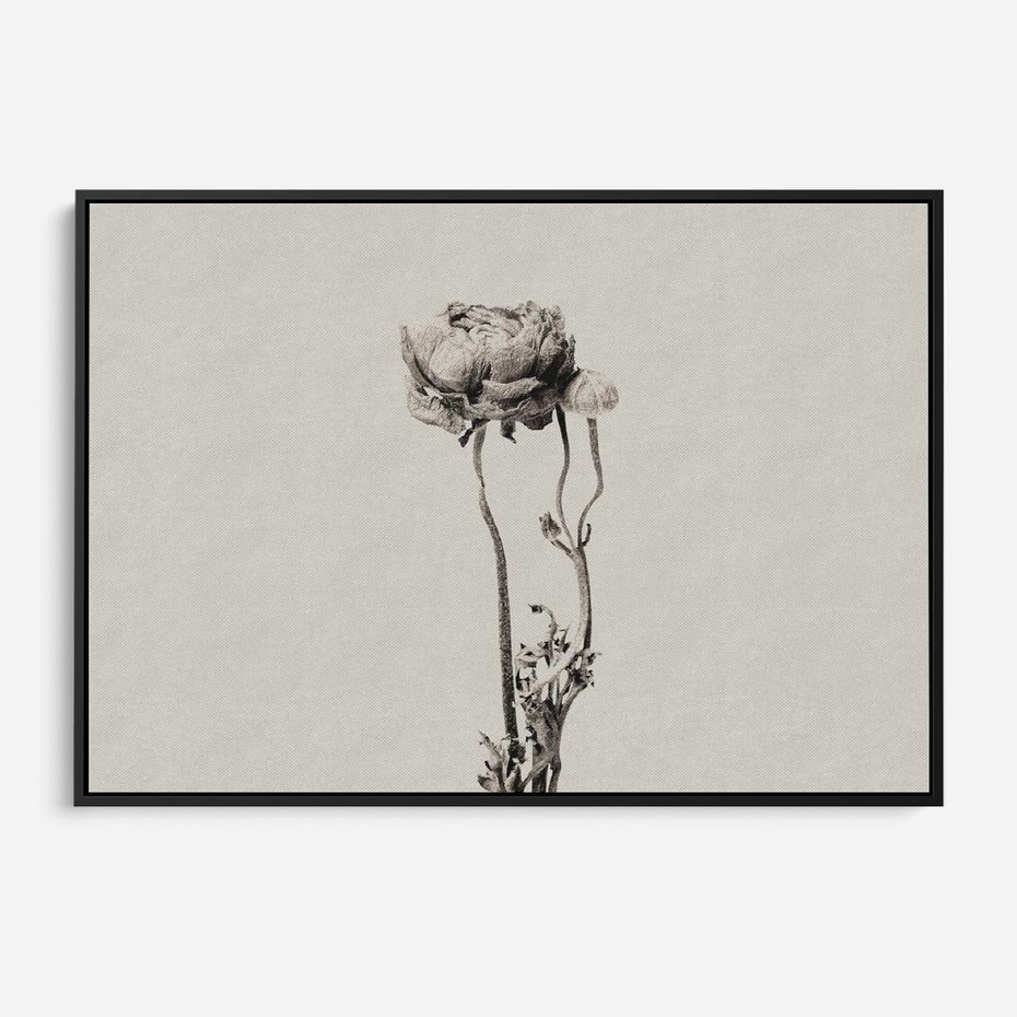 Obraz w ramie 100x70 - Cień Kwiatowej Delikatności - kwiat, cień - rama czarna