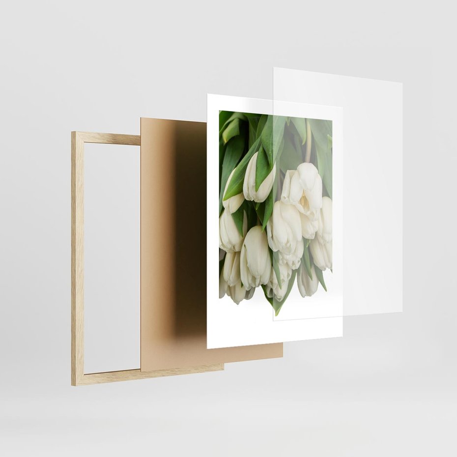 Plakat w ramie 30x40 - Białe tulipany w pełnym rozkwicie - białe, tulipany - rama drewno