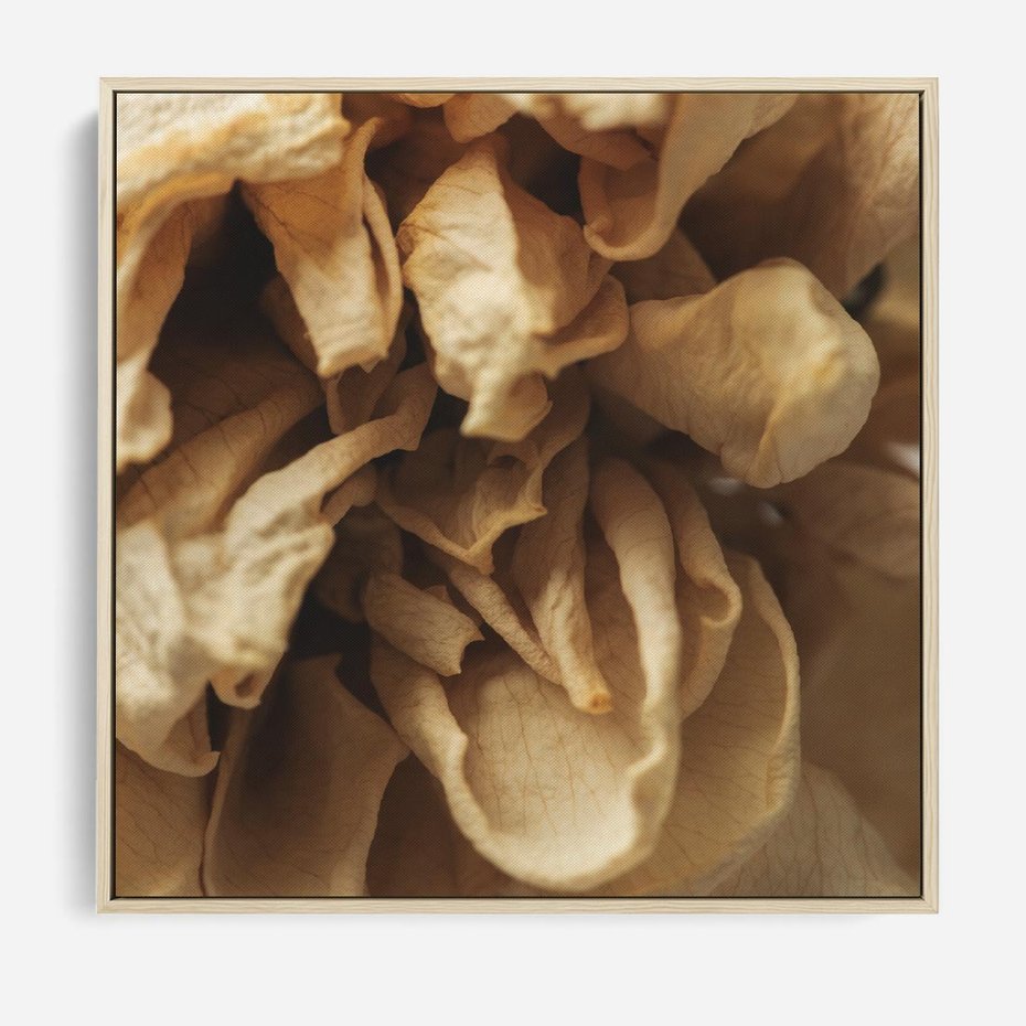 Obraz w ramie 50x50 - Zjawiskowe zasuszone kwiaty - zasuszone, kwiaty - rama drewno