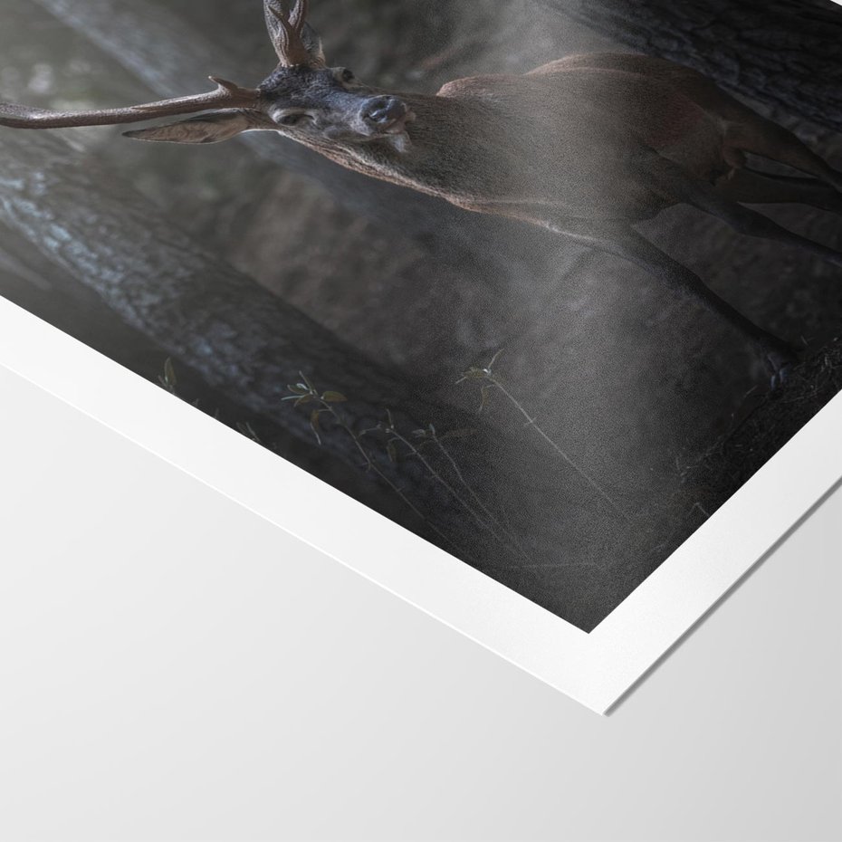 Plakat bez ramy 21x30 - Jeleń wśród lasu - jeleń, las