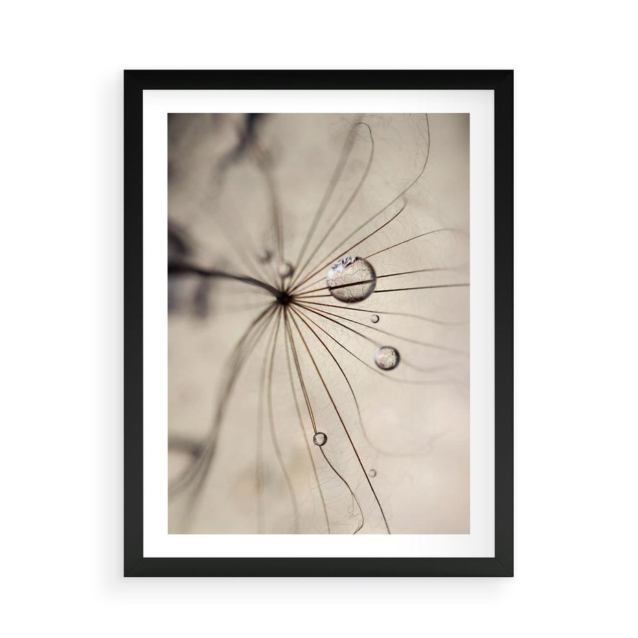 Plakat w ramie 50x70 - Makro Uroda: Kropla na Dmuchawcu - zbliżenie makro, kropla wody na ziarenku dmuchawca - rama czarna