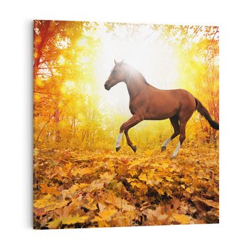 Obraz na płótnie 40x40 - Moc konia w zachodzie słońca - koń, słońce